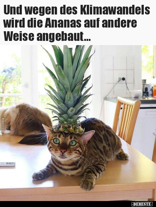 Und wegen des Klimawandels wird die Ananas auf andere.. - Lustige Bilder | DEBESTE.de
