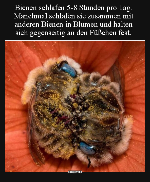 Bienen schlafen 5-8 Stunden pro Tag. Manchmal schlafen sie.. - Lustige Bilder | DEBESTE.de