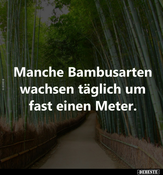 Manche Bambusarten wachsen täglich um fast einen Meter... - Lustige Bilder | DEBESTE.de