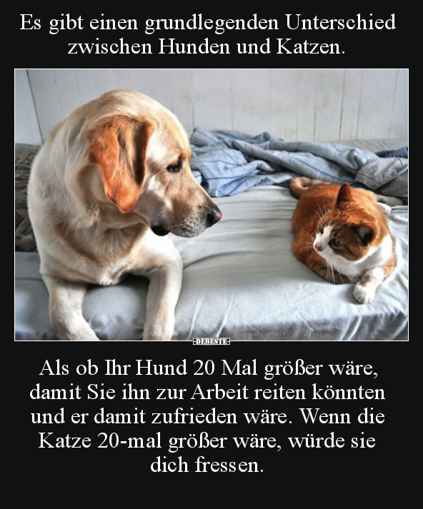 Es gibt einen grundlegenden Unterschied zwischen Hunden und.. - Lustige Bilder | DEBESTE.de