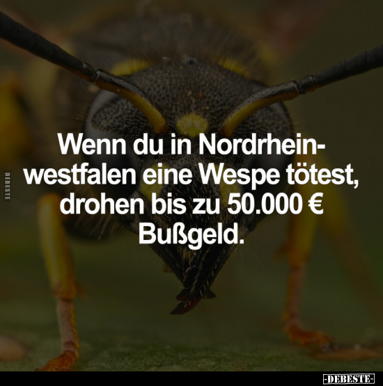 Wenn du in Nordrheinwestfalen eine Wespe tötest.. - Lustige Bilder | DEBESTE.de