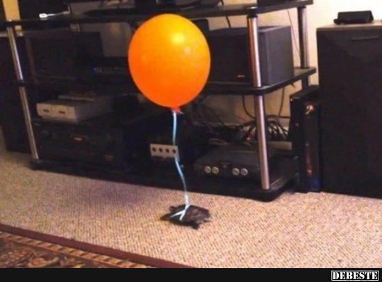 Wie die Schildkröte nicht verlieren