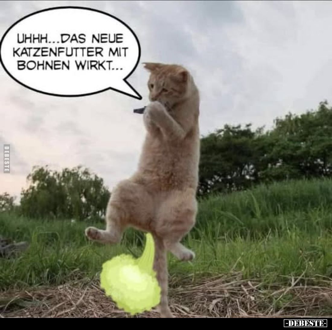 Uhhh...das neue Katzenfutter mit Bohnen wirkt...