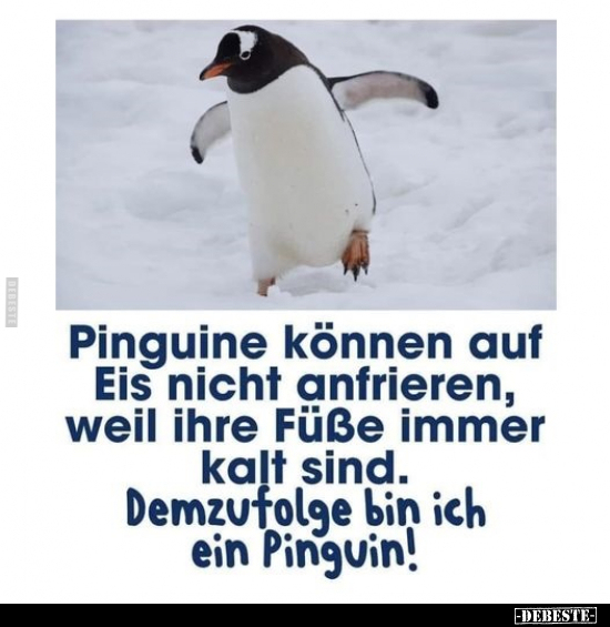 Pinguine können auf Eis nicht anfrieren, weil ihre Füße.. - Lustige Bilder | DEBESTE.de