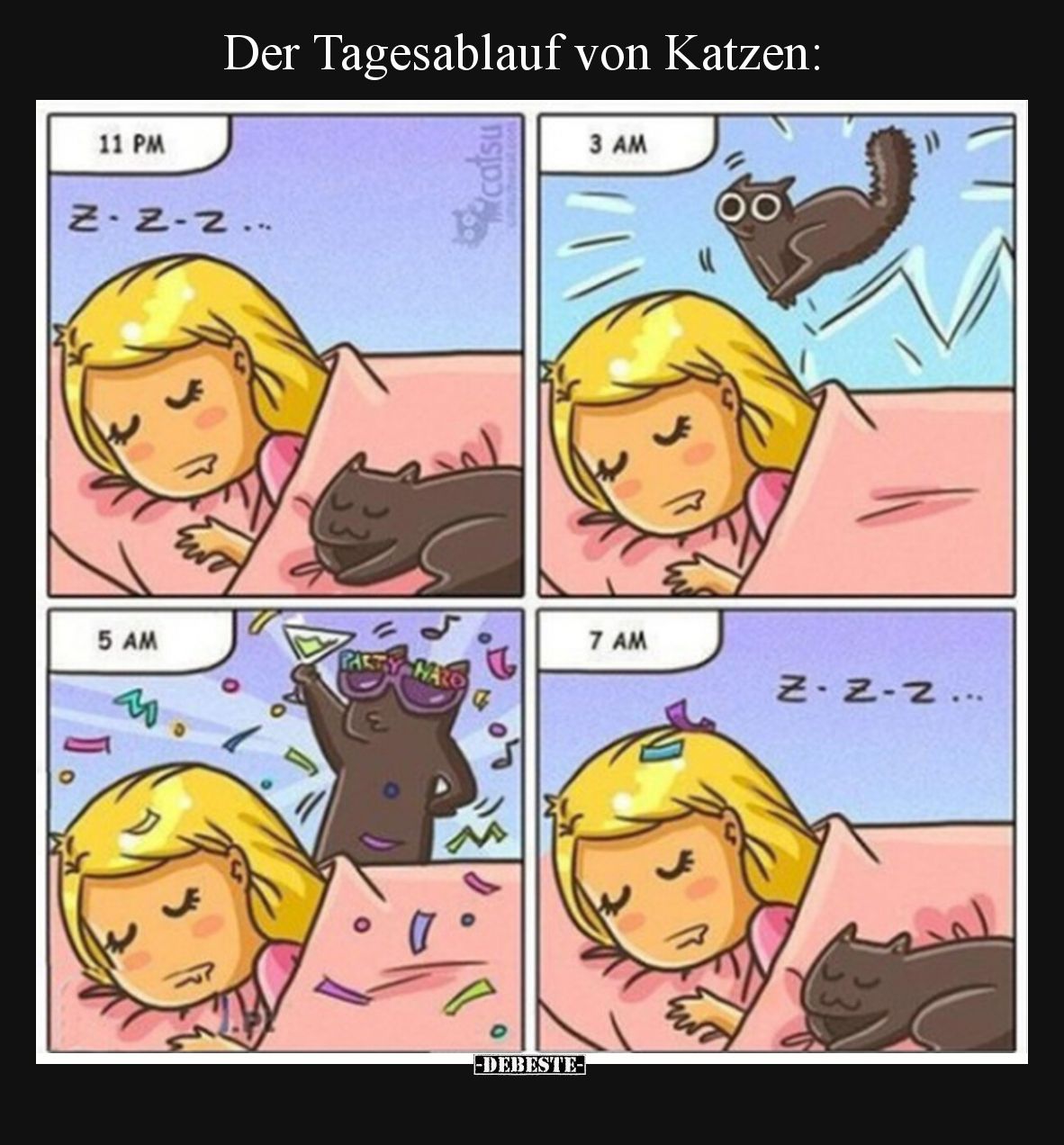Der Tagesablauf von Katzen: