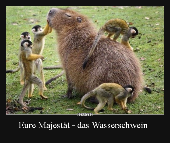 Eure Majestät - das Wasserschwein.. - Lustige Bilder | DEBESTE.de