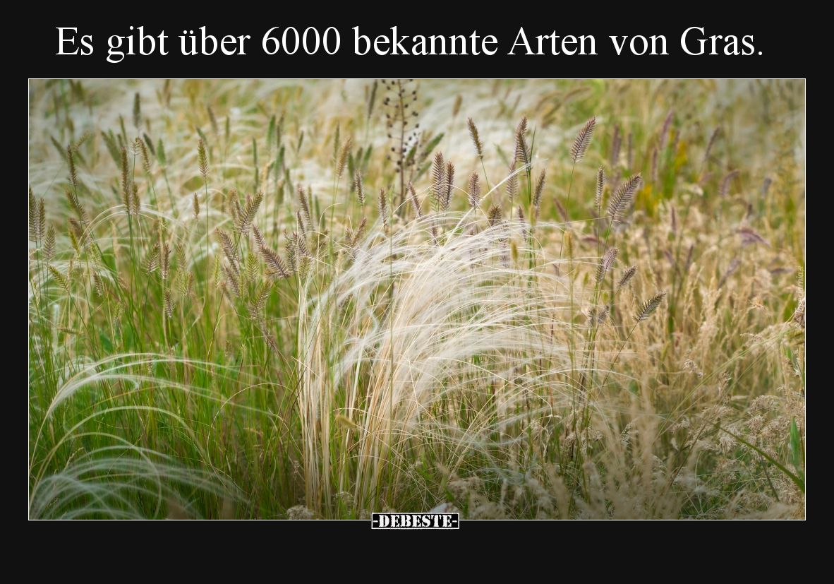 Es gibt über 6000 bekannte Arten von Gras.. - Lustige Bilder | DEBESTE.de