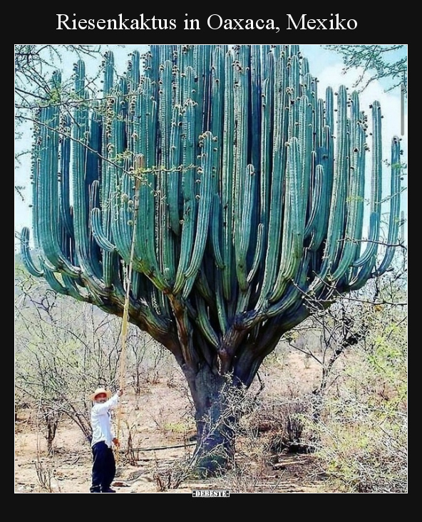 Riesenkaktus in Oaxaca, Mexiko.. - Lustige Bilder | DEBESTE.de