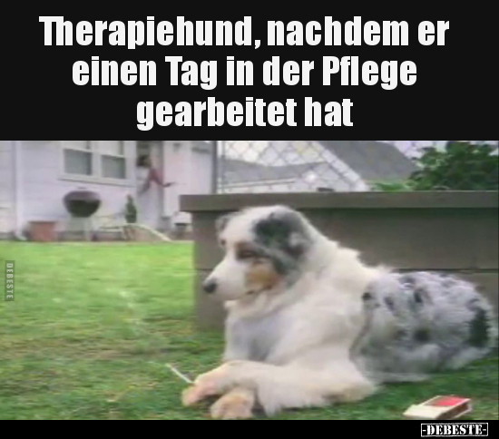 Therapiehund, nachdem er einen Tag.. - Lustige Bilder | DEBESTE.de