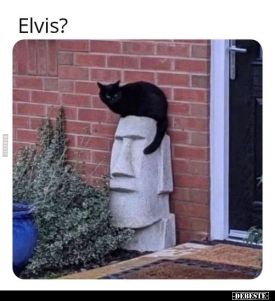 Elvis?.. - Lustige Bilder | DEBESTE.de