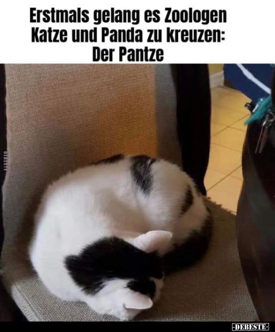 Erstmals gelang es Zoologen Katze und Panda zu kreuzen.. - Lustige Bilder | DEBESTE.de