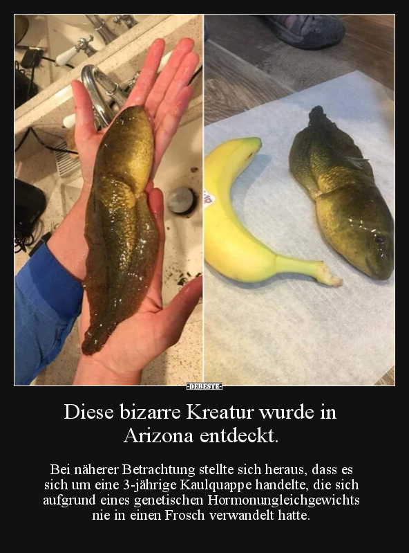 Diese bizarre Kreatur wurde in Arizona entdeckt.. - Lustige Bilder | DEBESTE.de