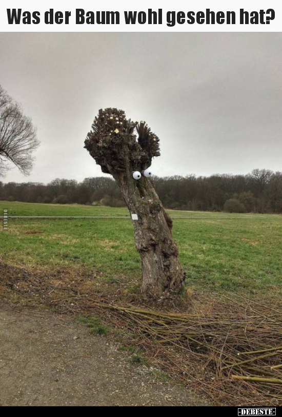 Was der Baum wohl gesehen hat?..