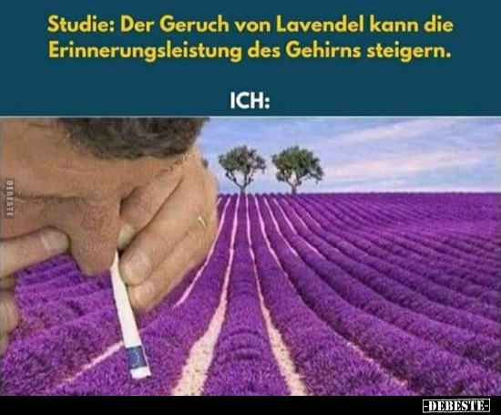 Studie: Der Geruch von Lavendel kann die.. - Lustige Bilder | DEBESTE.de