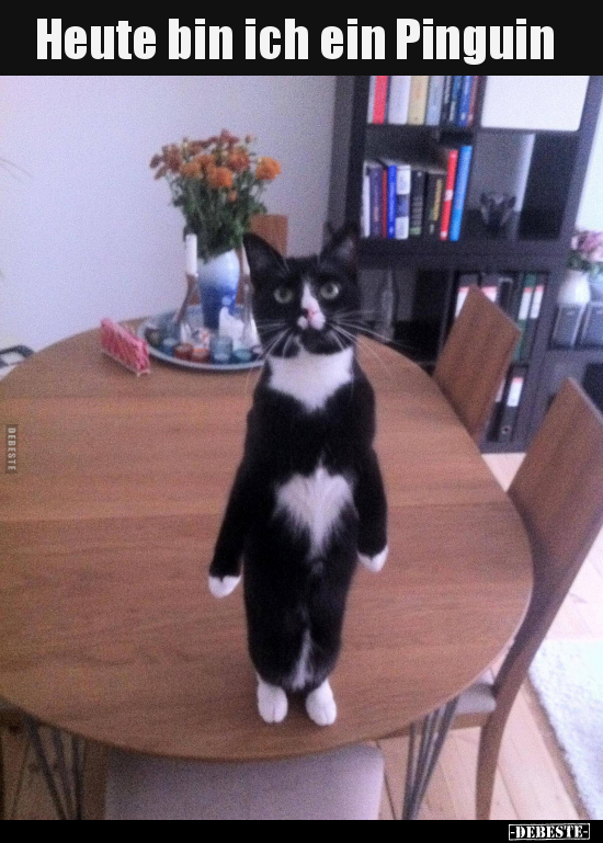 Heute bin ich ein Pinguin..