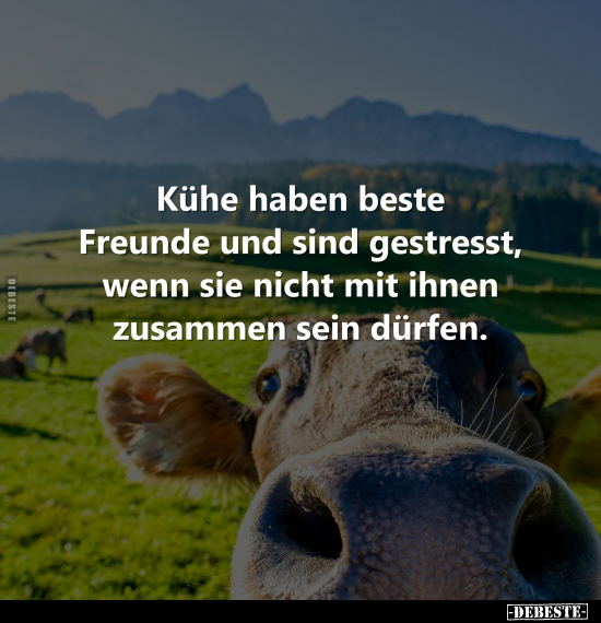 Kühe haben beste Freunde und sind gestresst, wenn sie nicht.. - Lustige Bilder | DEBESTE.de