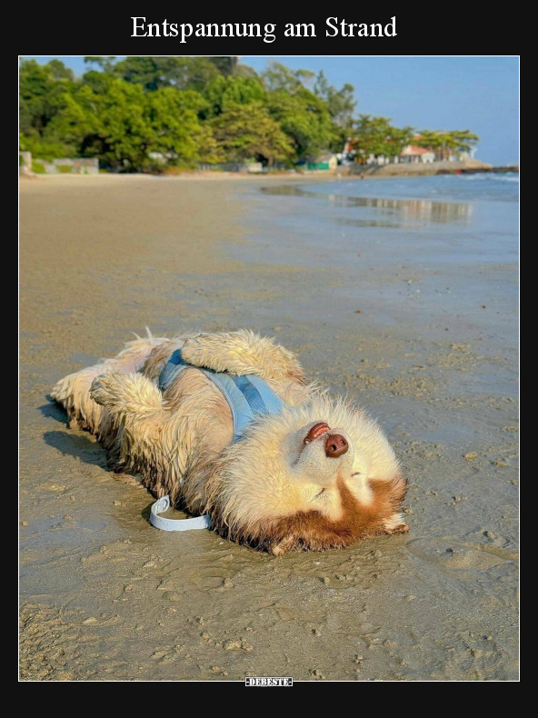 Hunde, Strand