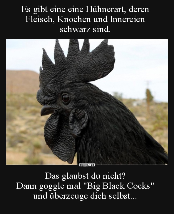 Es gibt eine eine Hühnerart, deren Fleisch, Knochen und.. - Lustige Bilder | DEBESTE.de
