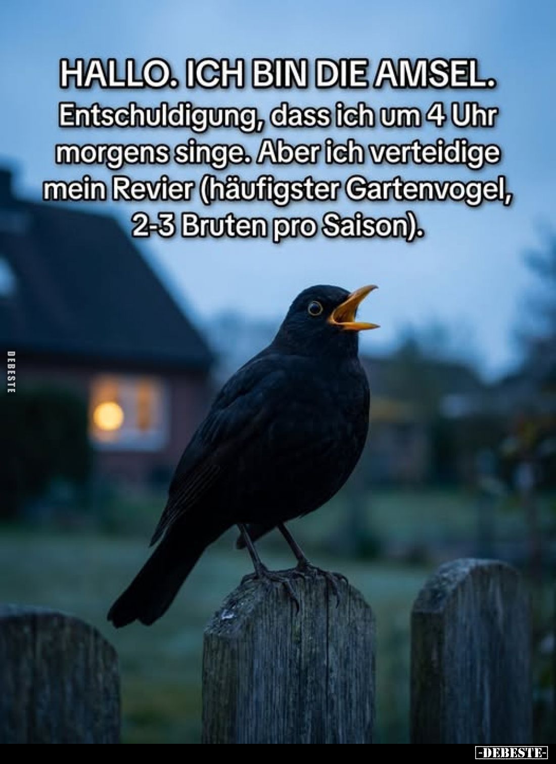 HALLO. ICH BIN DIE AMSEL. Entschuldigung, dass ich um 4 Uhr morgens singe. Aber ich verteidige mein Revier (häufigster Garten...