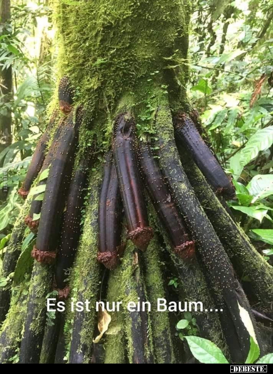 Es ist nur ein Baum....