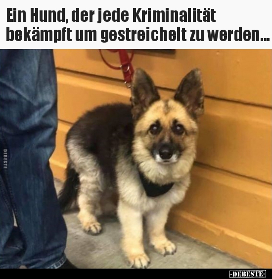Ein Hund, der jede Kriminalität bekämpft um gestreichelt.. - Lustige Bilder | DEBESTE.de