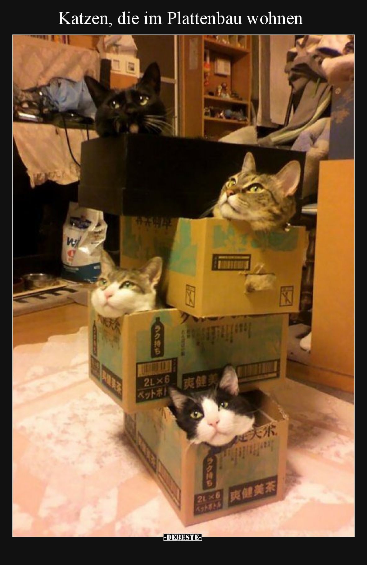 Katzen, die im Plattenbau wohnen