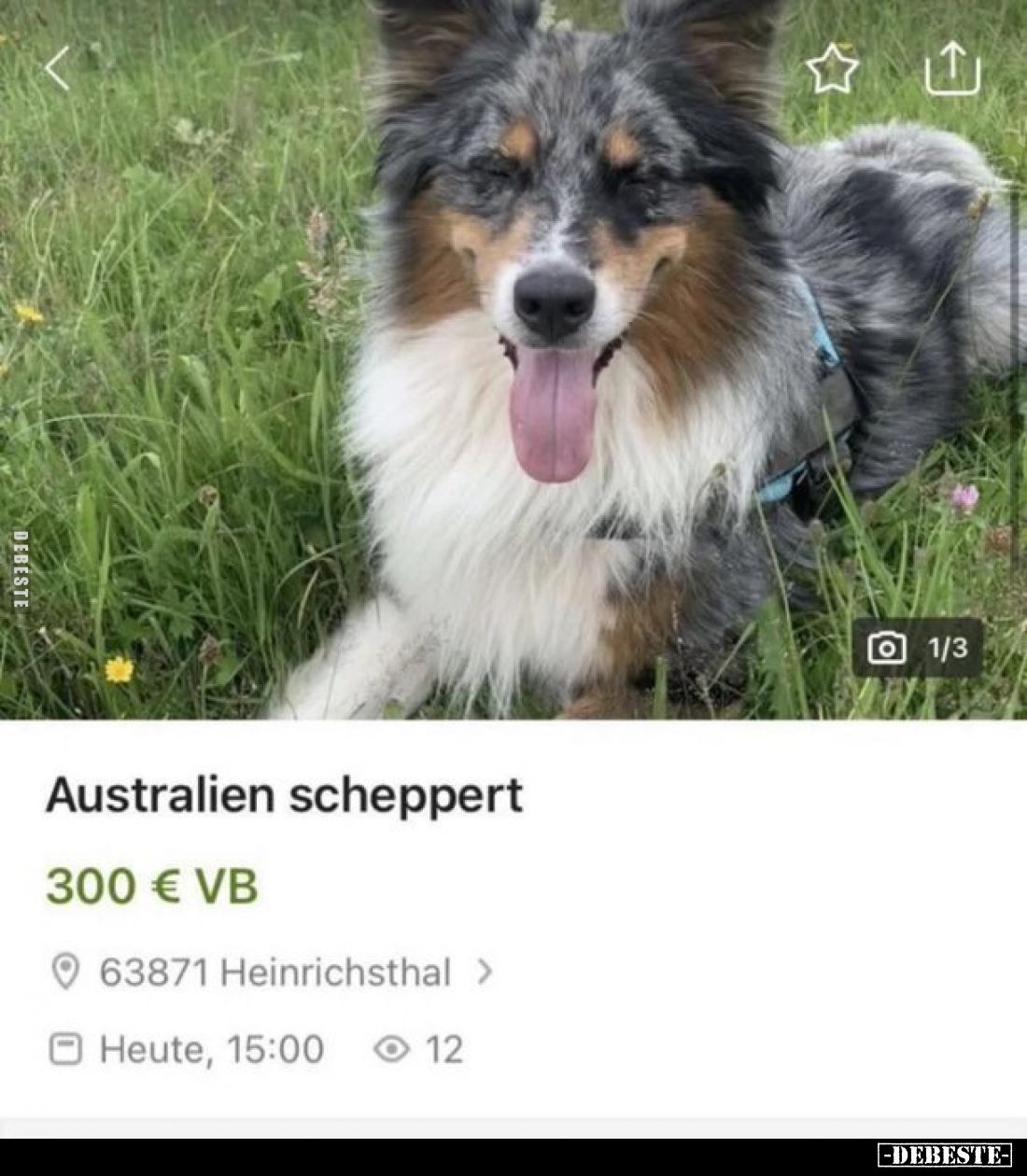 Australien Scheppert