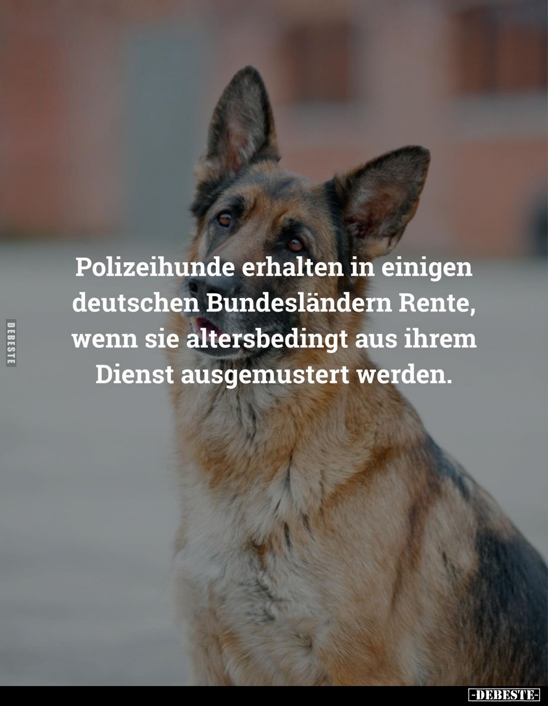 Polizeihunde erhalten in einigen deutschen Bundesländern Rente, wenn sie altersbedingt aus ihrem Dienst ausgemustert werden.