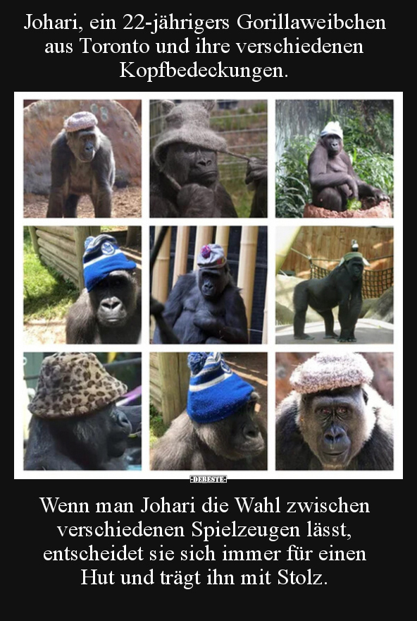 Johari, ein 22-jährigers Gorillaweibchen aus Toronto und.. - Lustige Bilder | DEBESTE.de