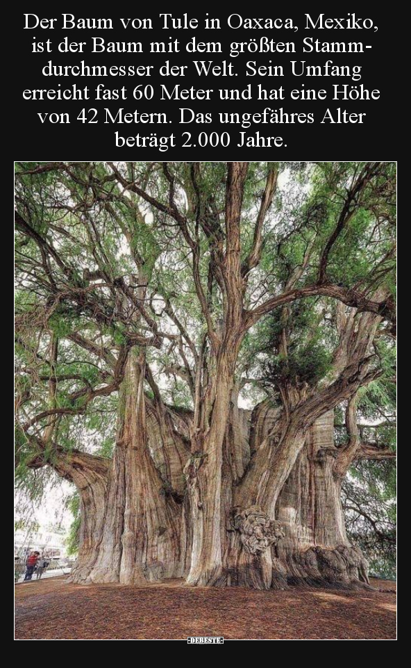 Der Baum von Tule in Oaxaca, Mexiko, ist der Baum mit dem.. - Lustige Bilder | DEBESTE.de
