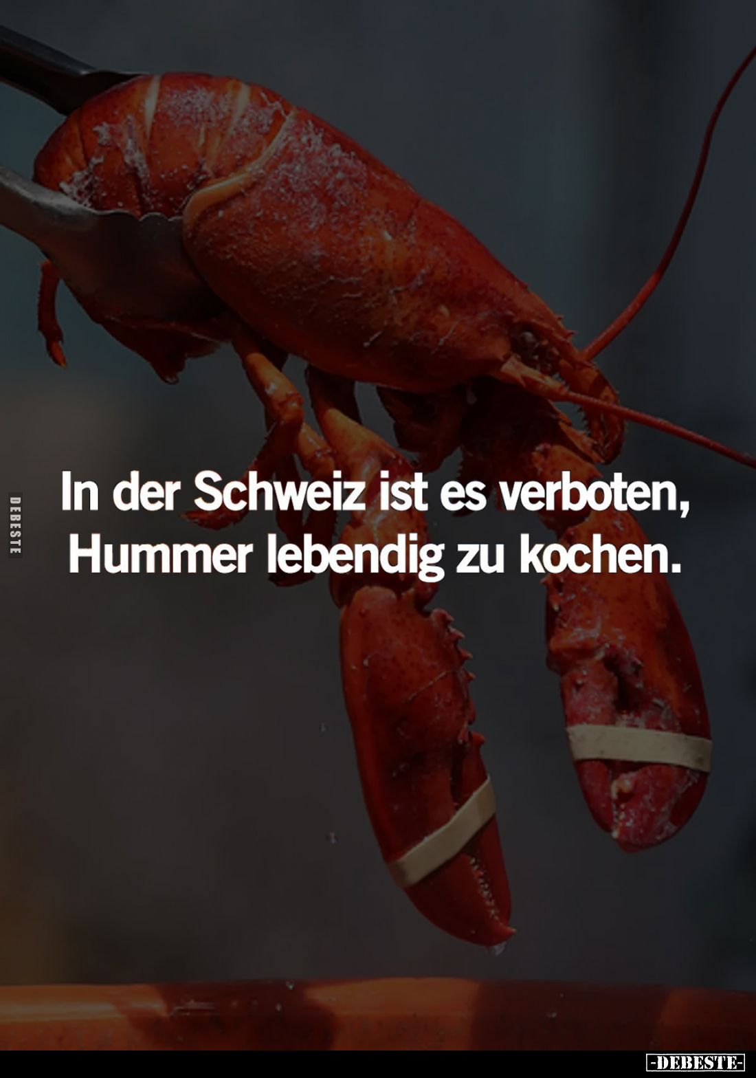 In der Schweiz ist es verboten, Hummer lebendig zu kochen.