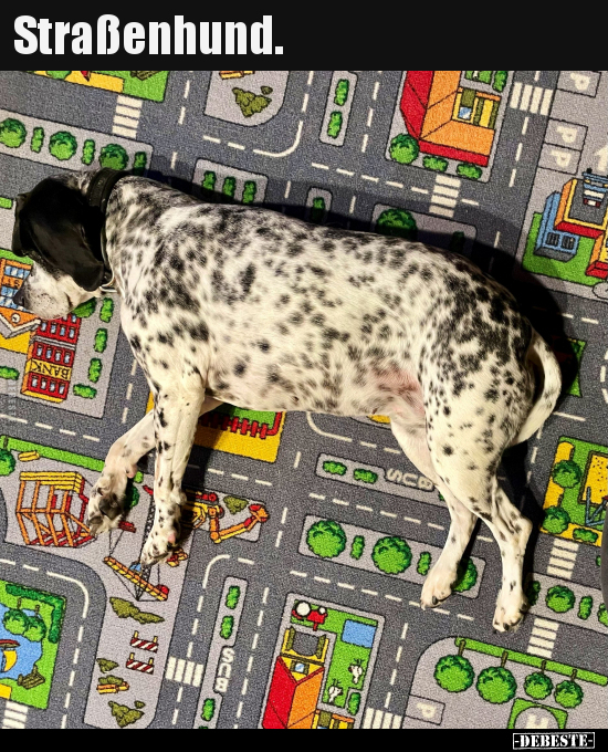 Straßenhund...