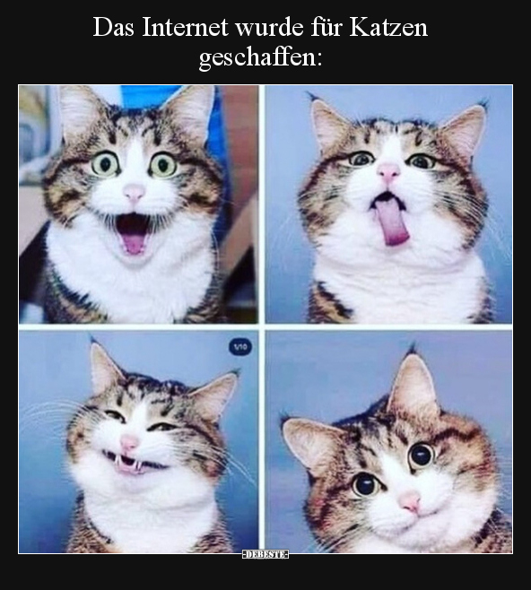 Das Internet wurde für Katzen geschaffen.. - Lustige Bilder | DEBESTE.de