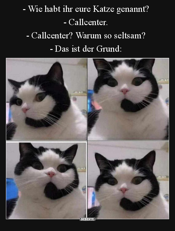 Katzen