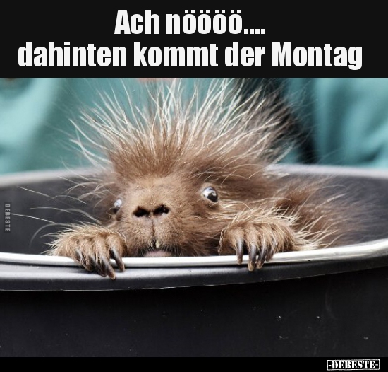 Ach nöööö.... dahinten kommt der Montag.. - Lustige Bilder | DEBESTE.de