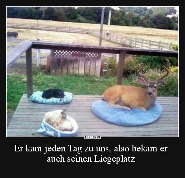 Er kam jeden Tag zu uns, also bekam er auch seinen.. - Lustige Bilder | DEBESTE.de