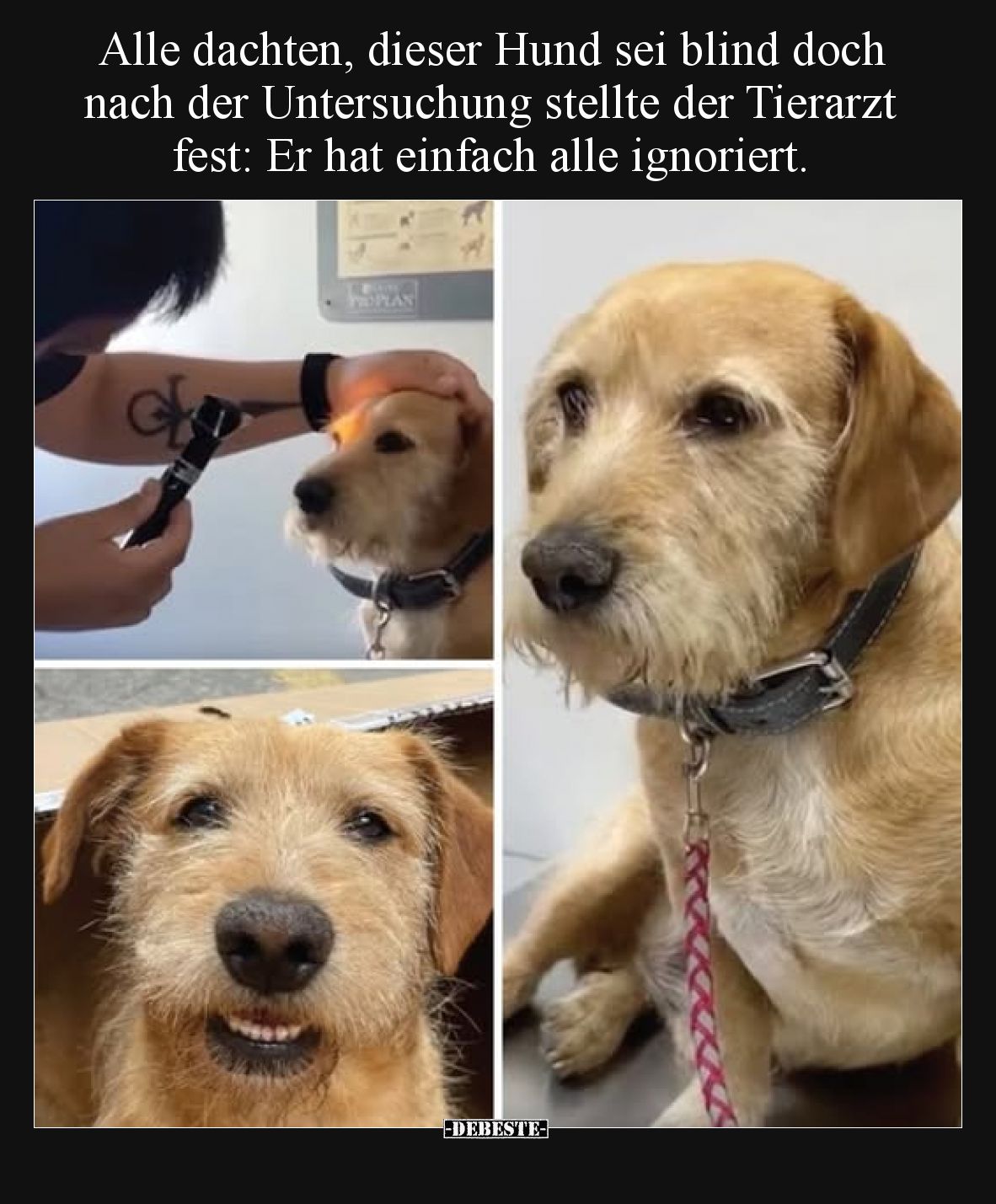 Alle dachten, dieser Hund sei blind doch nach der Untersuchung.. - Lustige Bilder | DEBESTE.de