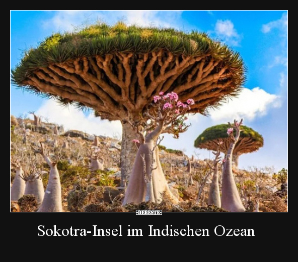Sokotra-Insel im Indischen Ozean.. - Lustige Bilder | DEBESTE.de