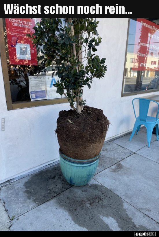 Wächst schon noch rein...