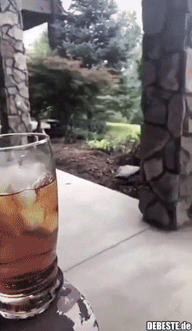 Weiß jemand, was das für eine Art Bär ist?