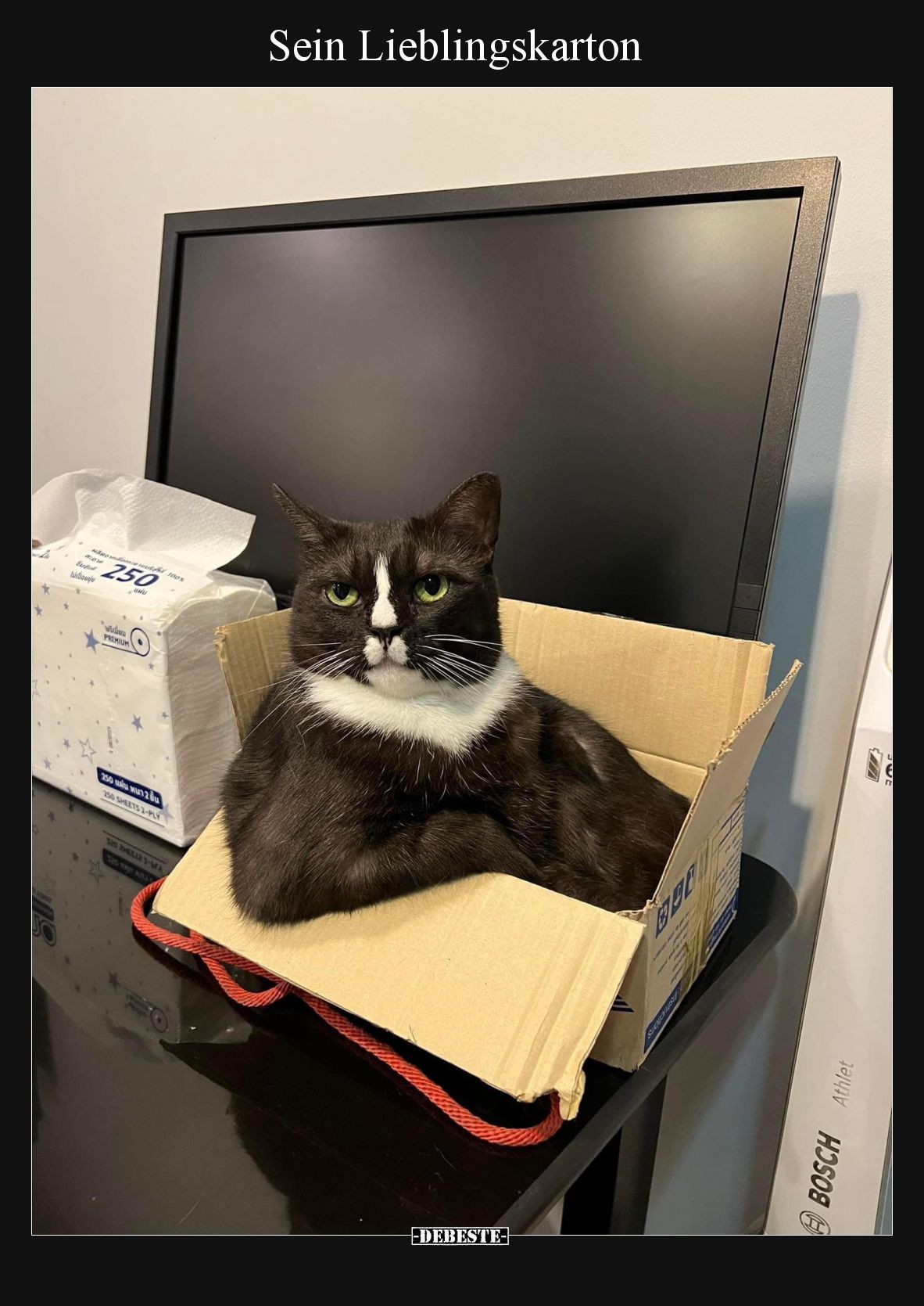 Sein Lieblingskarton