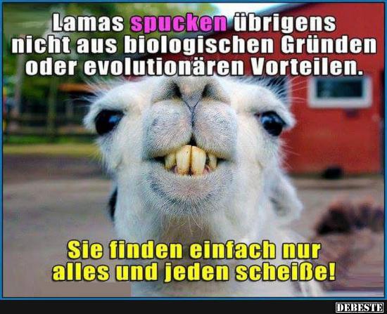 Lamas spucken übrigens nicht aus biologischen Gründen.. - Lustige Bilder | DEBESTE.de