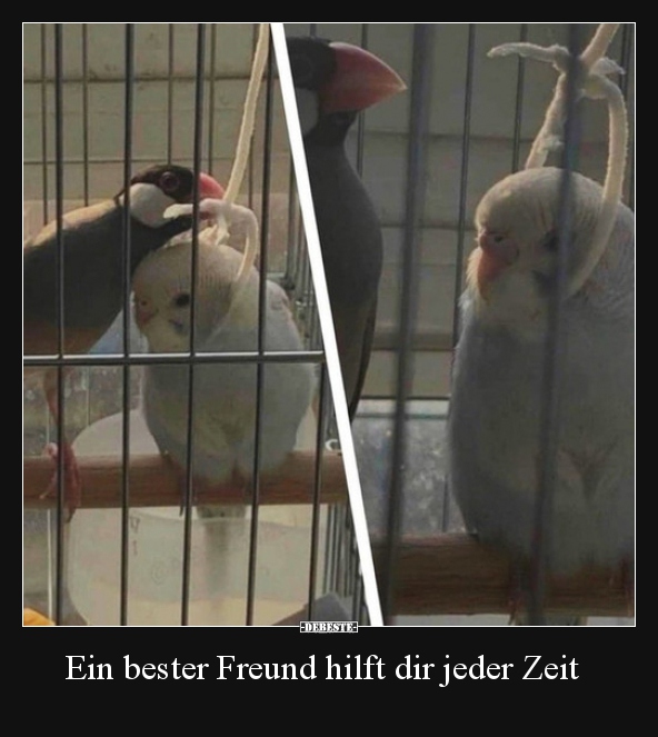 Ein bester Freund hilft dir jeder Zeit..