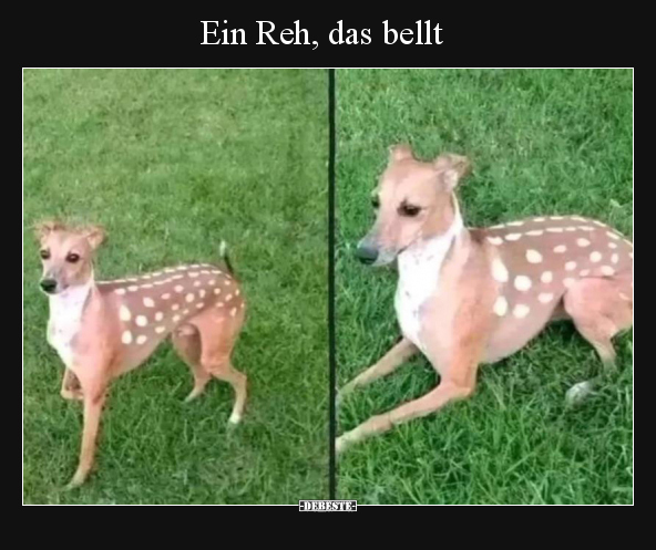 Ein Reh, das bellt.. - Lustige Bilder | DEBESTE.de