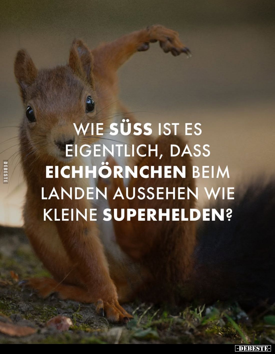 Wie süß ist es eigentlich, dass Eichhörnchen beim Landen aussehen wie kleine Superhelden?
