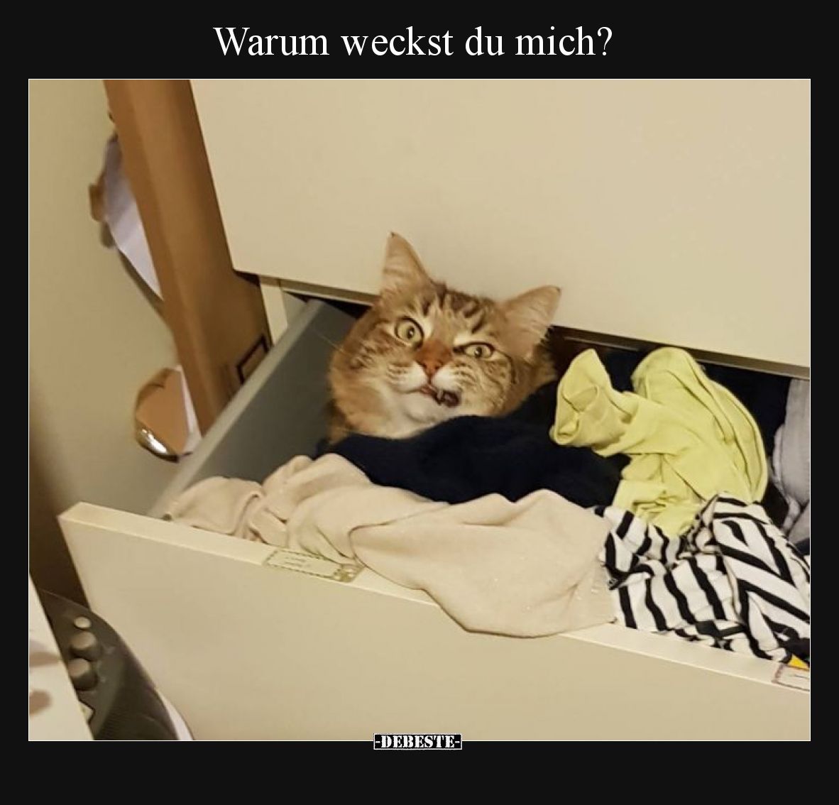 Warum weckst du mich?.. - Lustige Bilder | DEBESTE.de