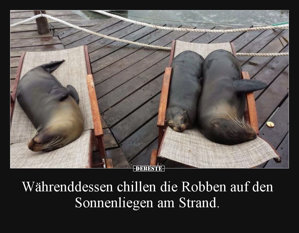 Währenddessen chillen die Robben auf den Sonnenliegen am Strand.
