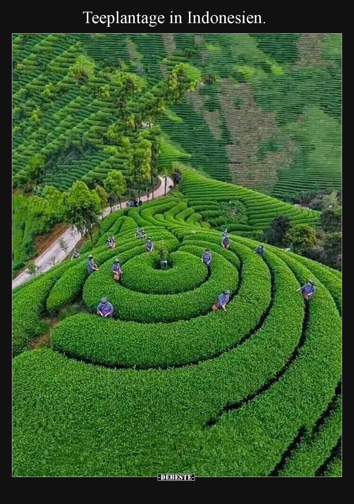 Teeplantage in Indonesien.
