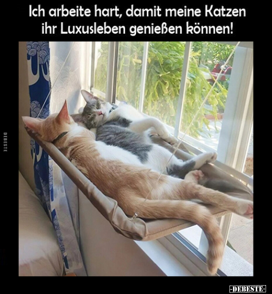 Ich arbeite hart, damit meine Katzen ihr Luxusleben.. - Lustige Bilder | DEBESTE.de