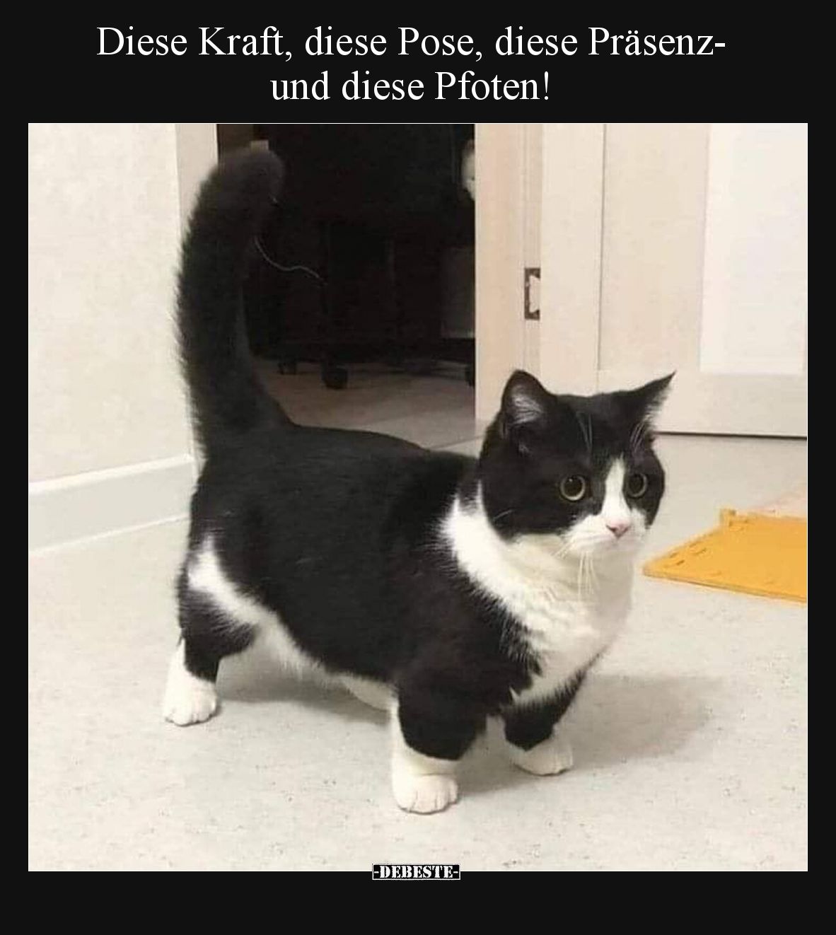 Diese Kraft, diese Pose, diese Präsenz- und diese Pfoten!